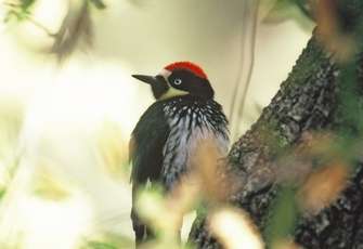 20111216 Acornwoodpecker web