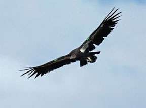 20111230 californiacondor