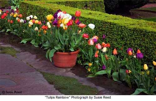 20120309 tulips
