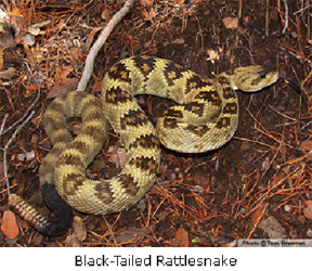 20130410_rattlesnake