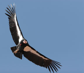 20140226_CaliforniaCondor