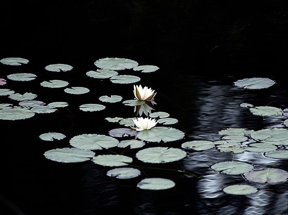 20140723_Lily_Pond2_by_Mary_Ratner1