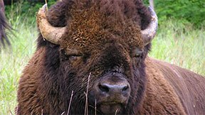 20160308_bison