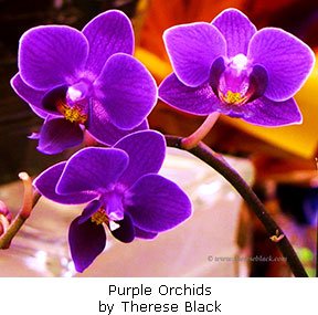 20160615_Purple-Orchids_Black