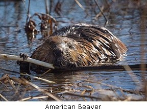 20160824_American-Beaver