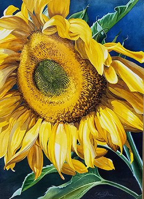 20170425_Sunflower-reduced