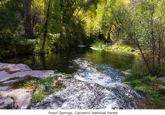 20171003_CoconinoNationalForestFossilSprings