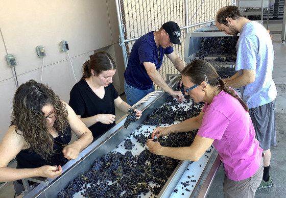 SWC students sorting grapes during the 2019 harvest