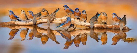Bluebird Bacchanalia by Jim Peterson