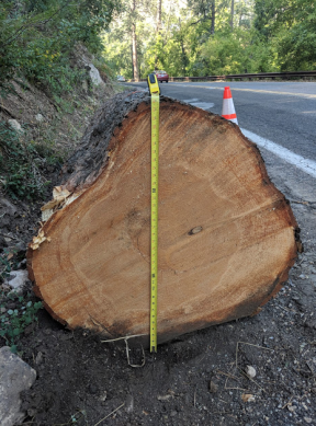 Old growth Ponderosa cut down for being within 3 feet of the guardrail.