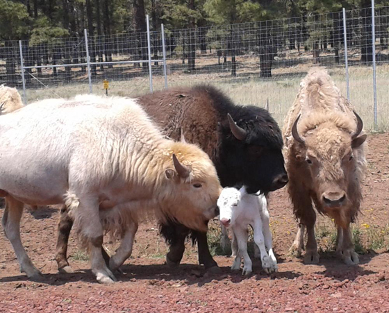 20130704_baby-white-bison11
