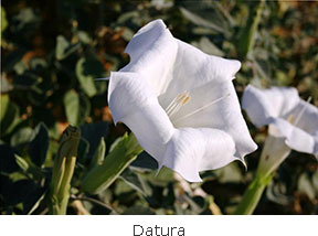 20150129_Datura-2