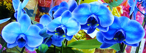 20160429_Blue-Orchids