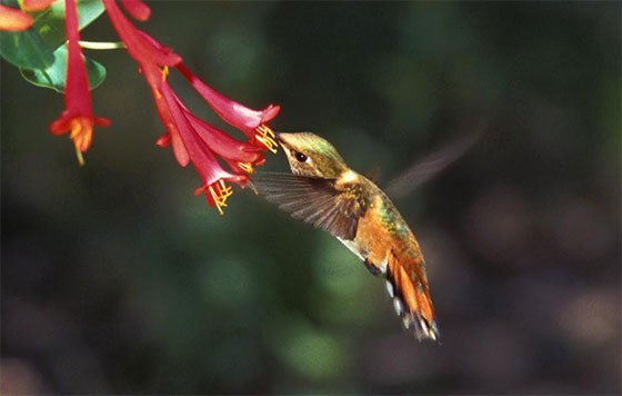 2017-602_hummingbird