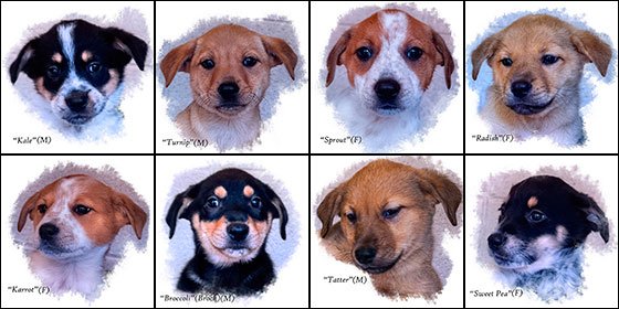 Cleopatra’s 8 puppies are ready for adoption at Humane Society of Sedona