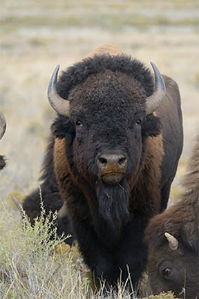 Bison roam almost 15,000 acres at Raymond Wildlife Area near Flagstaff.