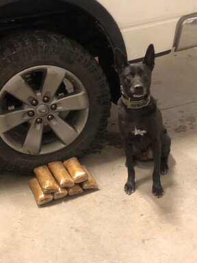 YCSO K9 Vader with 10.5 pounds of heroin