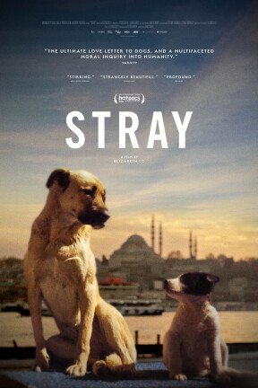 n “Stray”, a trio of canine outcasts roam the streets of Istanbul. Through their eyes and ears, we are shown an intimate portrait of the life of a city and its people.