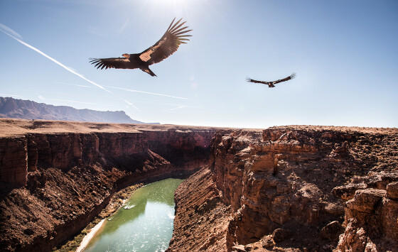 Condors at Navajo Bridge by Dawn Kish