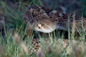 20210408_rattlesnake