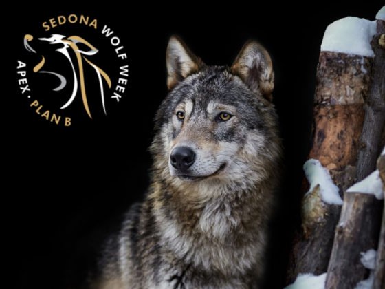 20211030 WolfWeek21 1