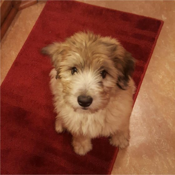 Your Authentic No 20211201 amaya