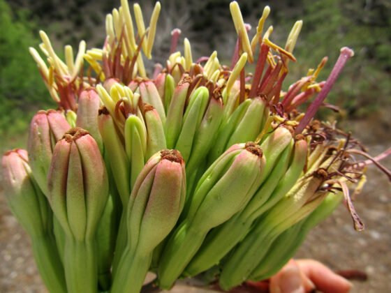 Ethnobotanist on Domesticated Agaves at KSB Virtual Speaker Series 20220106 Hodgsonparryagave