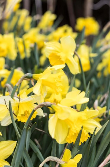 The Daffodil Knows 20220226 amaya