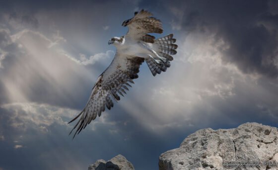 Sedona Film Festival Ted Grussing photographic program March 25-26 Join Ted Grussing as you are immersed in the fantastic beauty of Sedona and the Colorado Plateau. He guides you through the wonders and beauty of Sedona and Northern Arizona from a perspective that few have ever seen ... the beauty of the red rocks as seen from above and through the clouds, volcanoes and mountains, canyons and rivers ... and on the ground his beautiful and unique wildlife photography of those creatures with whom we share this magnificent part of Arizona.