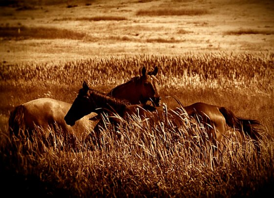 Red Rose Art Show At Stagecoach Country Roadhouse Benefit Animals 20220422 jimtunell