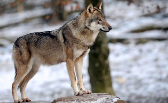 Celebrate wolves in a special evening of cinema. The films are by director Jean Michael Bertrand and the event will screen two of his breath-taking documentaries, "Valley of the Wolves" and "Wolf Walk," about his observation of wolves in France.