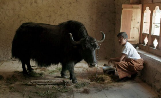 Film Fest presents ‘Lunana: A Yak in the Classroom’ premiere May 6-10 In “Lunana: A Yak in the Classroom” a disillusioned schoolteacher is transferred to the most remote school in the world, cut off from modern life deep in the Himalayan glaciers. In a classroom with no electricity or even a blackboard, he finds himself with only a yak and a song that echoes through the mountains.