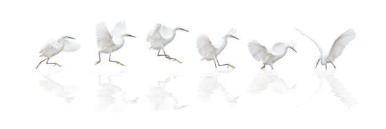 Dance of the Snowy Egret
