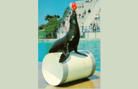 Trained Seal Mind Trained Seal Mind