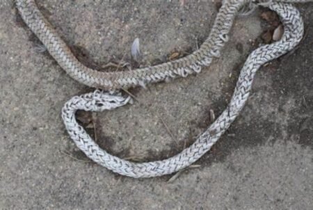 The Rope and the Snake Image: Alan Levine Flickr
