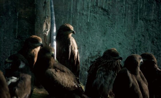 Amid civil unrest and environmental uncertainty in New Delhi, two brothers devote their lives to protecting one near-casualty of the tumultuous times: the black kite, a majestic bird of prey essential to their city’s ecosystem.