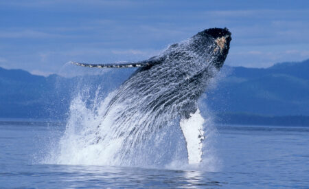 Narrated by Ewan McGregor, “Humpback Whales” is an extraordinary journey into the mysterious world of one of nature’s most awe-inspiring marine mammals.