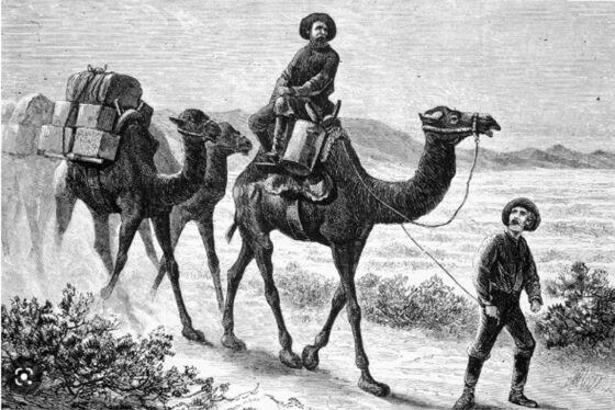 Living History at the Sedona Heritage Museum 20230104 camelsBealeRd