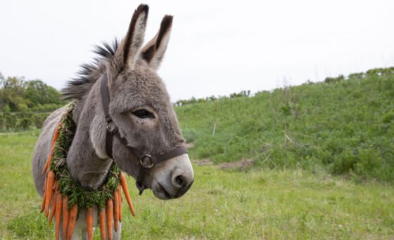 Sedona Film Festival presents ‘EO’ premiere Jan. 20-26 EO, a gray donkey with melancholic eyes and a curious spirit, begins his life as a circus performer before escaping on a trek across the Polish and Italian countryside in a journey marked by absurdity and warmth in equal measure.