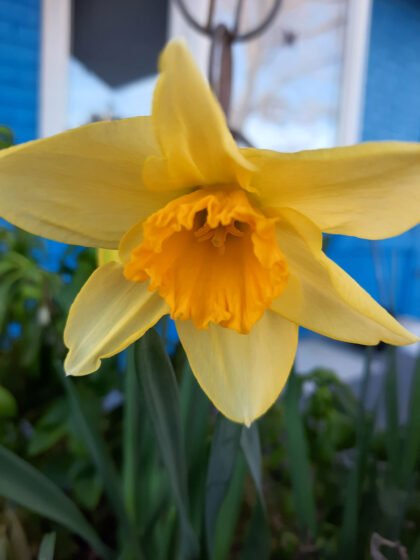 Clarkdale Plant Sale 20230308 PlantPR