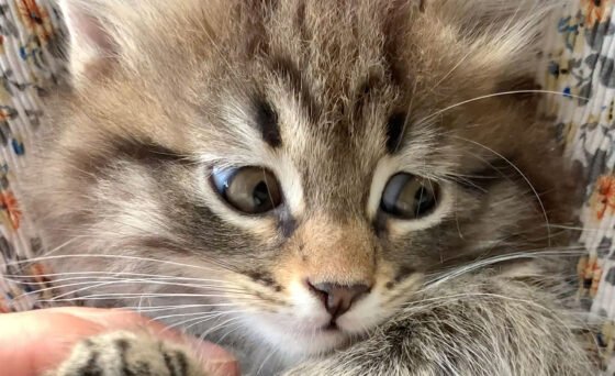 Cat Video Fest is a compilation reel of the latest and best cat videos culled from countless hours of unique submissions and sourced animations, music videos, and classic internet powerhouses.