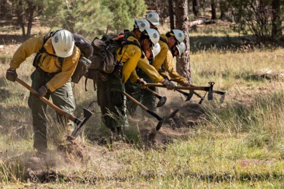 Firefighters with the Twin Peaks Initial Attack Crew dig fire line around the perimeter of the Mogollon Rim Ranger District's Blue Ridge Ranger Station Oct. 4, 2023, to protect the facility from a planned firing operation on the Still Fire. (Courtesy photo by Tom Story)