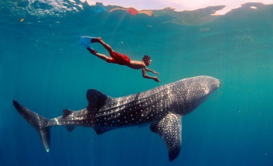 Get ready to sail away to one of the most mesmerizing and irreplaceable environments on earth in “Journey to the South Pacific” — the color-and-music-fueled story of an island boy’s adventure to learn all he can about protecting his spectacular oceanic home.