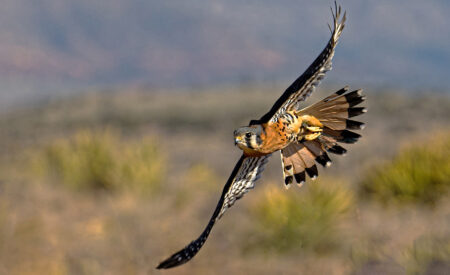 Sedona Film Festival presents ‘Kestrel in Love: A Raptor Experience’ Feb. 7 The legendary photography of Ted Grussing and the legendary falconry of Michele Losse, PhD come together for an epic performance and presentation: “Kestrel in Love: A Raptor Experience”. You will be amazed by the beautiful photography of these raptors — wild and part of IRFC’s group of trained raptors.