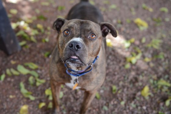The Humane Society of Sedona Brings Adoptable Pets in Need of Loving Homes During PetSmart Charities National Adoption Week Jed