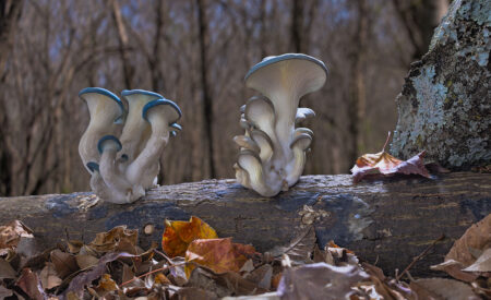 Sedona Film Fest presents ‘Fantastic Fungi’ encore April 13-16 To commemorate this milestone anniversary, the “Fantastic Fungi Remastered” 5th Anniversary Tour will travel to theaters across the country, giving audiences everywhere the chance to experience the magic of “Fantastic Fungi” on the big screen once again.