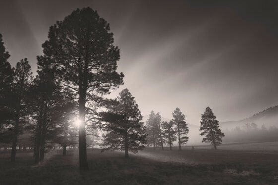 “SHOOTING TO PRINT” "Spring Returns" by Matt Beaty