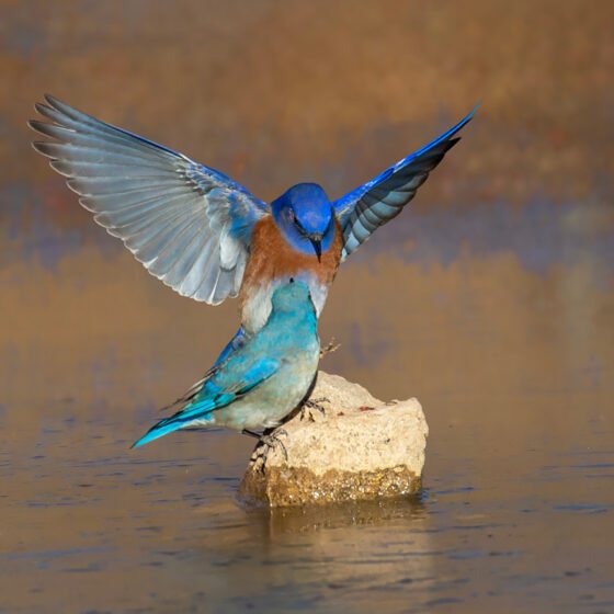 Sedona Film Festival Ted Grussing photographic program May 1 “The Beauty of Almost Everything” will highlight some of the most beautiful photographs and photographic art captured and produced by Ted Grussing over the last thirty years. The show will feature everything from straight photography to his “artist unleashed” images that are as much a reflection of his visualization of nature and wildlife as they are of his exceptional photographic skills.