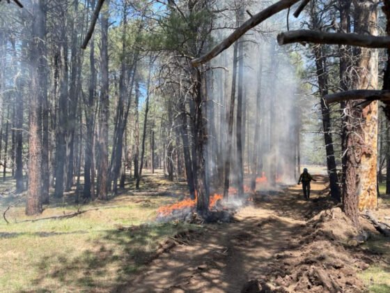 Wolf Fire operations wrap up following 10,000 acres of forest treatment Firefighters with the Blue Ridge Hotshots and the Flagstaff Hotshots continue ignitions on the Wolf Fire, a lightning-sparked fire located on the Coconino National Forest's Mogollon Rim Ranger District, on Wednesday, May 8, 2024.