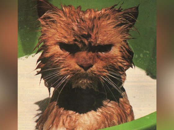 Cinnamon by Carol Gandolfo